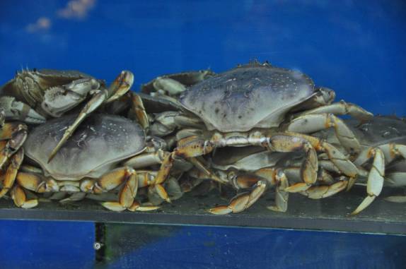 Para quem gosta de comer caranguejo, Granville Island Public Market, em Vancouver, no Canadá